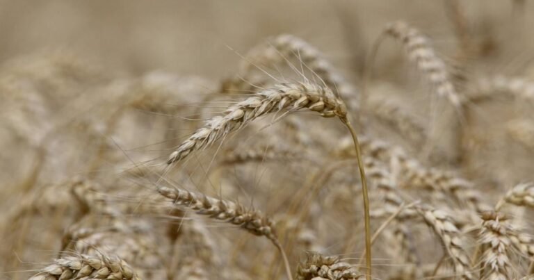 Could Artificial Intelligence Be Used For Grain Marketing?